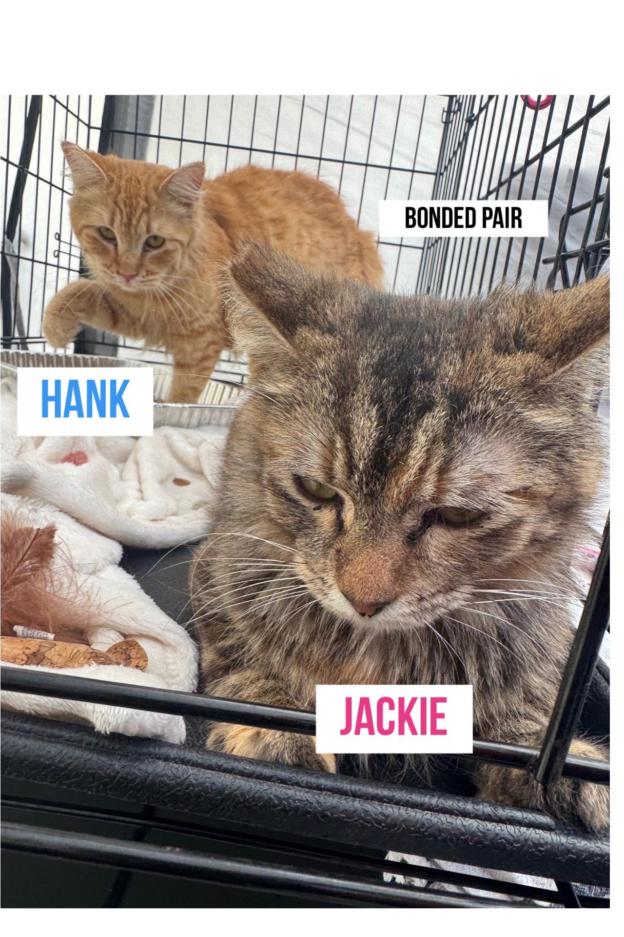 Hank(orange tabby) Jackie (tortie) 2