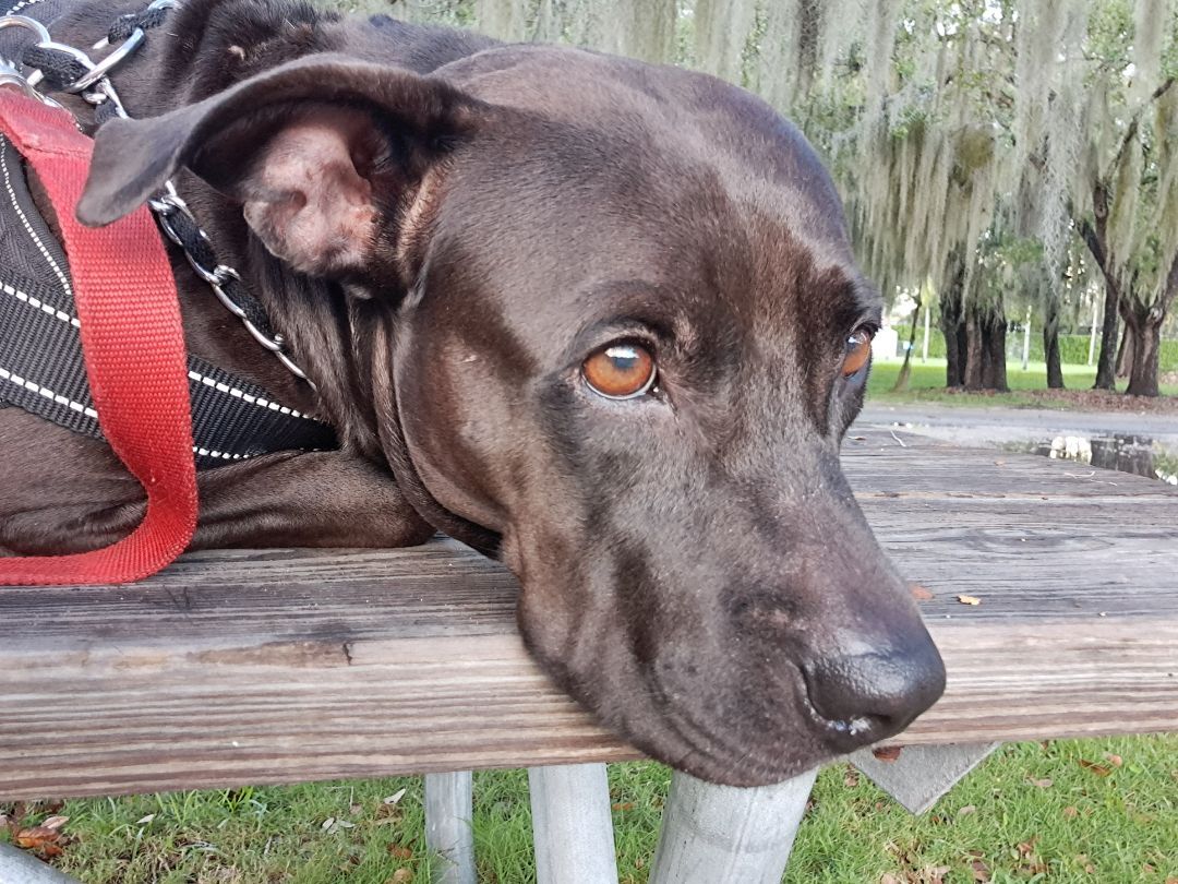 Grace, Adopted, Adult Female Labrador Retriever & American Staffordshire Terrier.