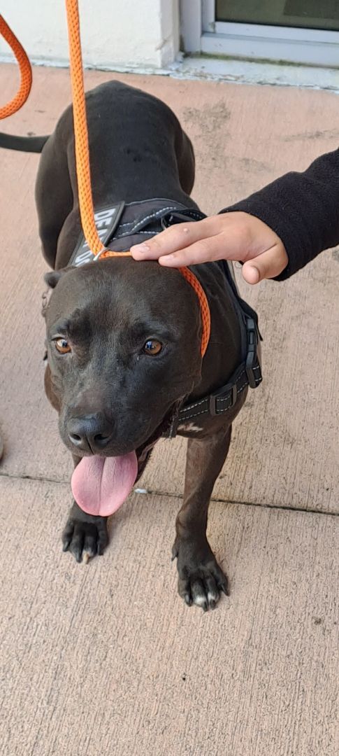 Grace, a Adopted mixed breed image 2/6