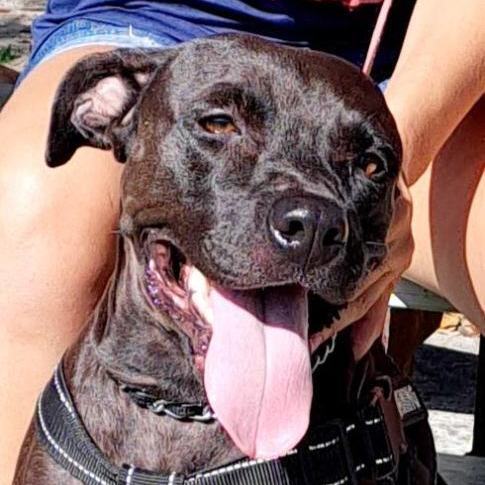 Grace, a Adopted mixed breed image 3/6