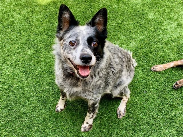 ELLA, Adoptable, Adult Female Australian Cattle Dog / Blue Heeler & Mixed Breed.