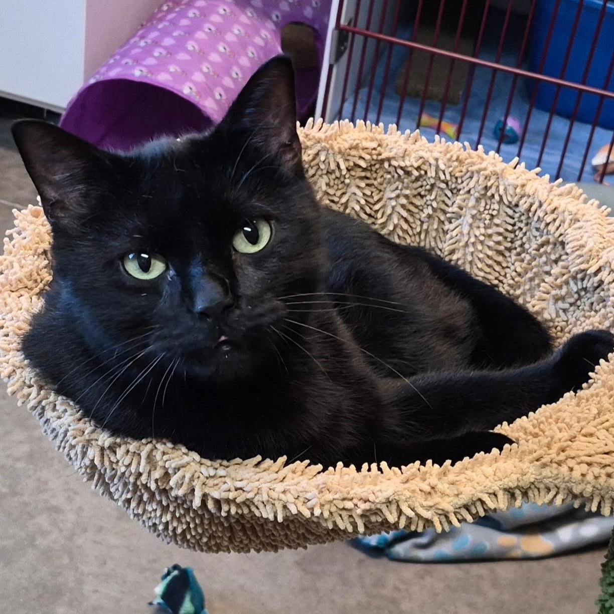 Larry, Adoptable, Young Male Domestic Short Hair.