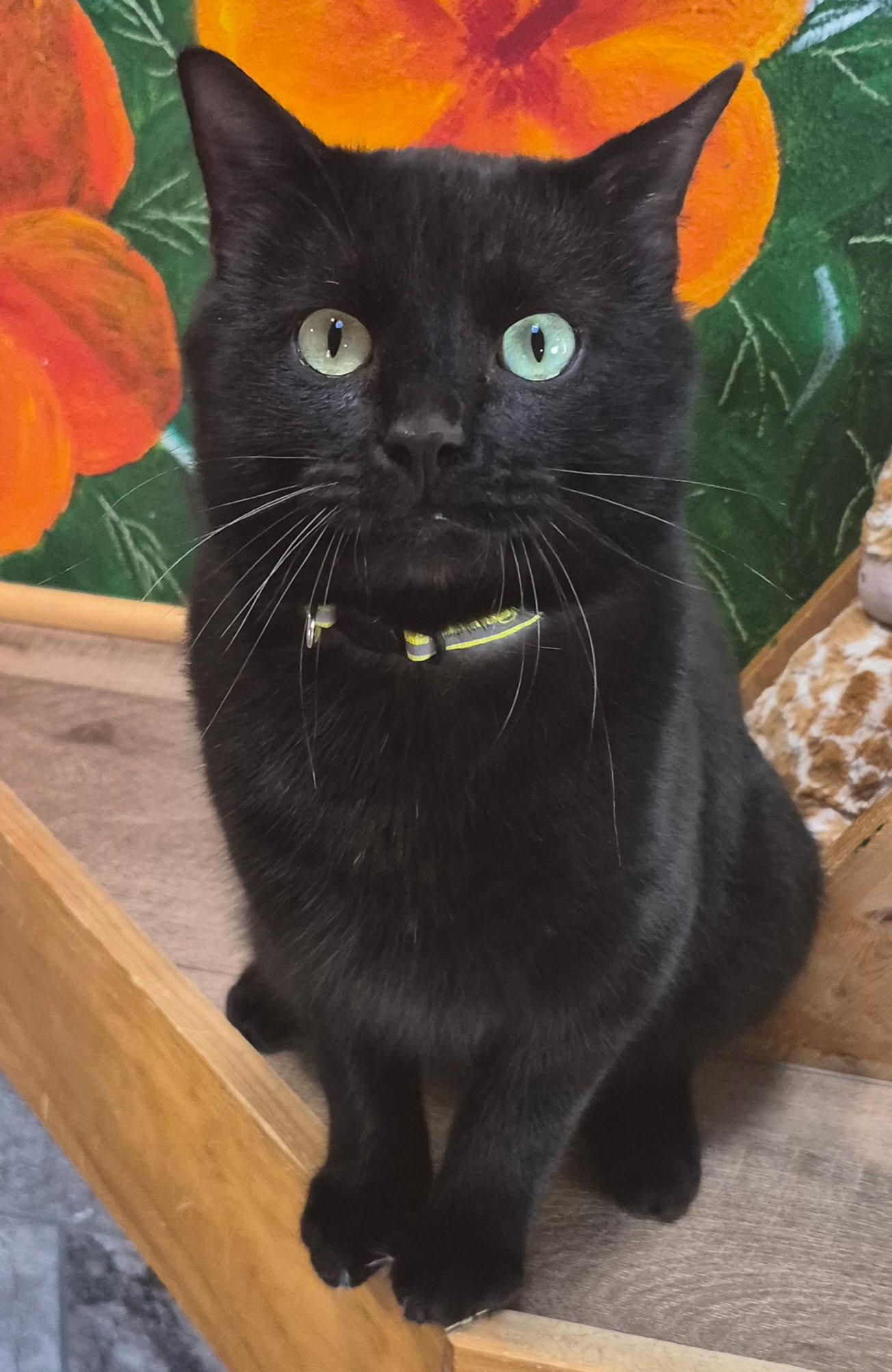 Larry, a ADOPTABLE Domestic Short Hair in Tomah, WI image 1/2