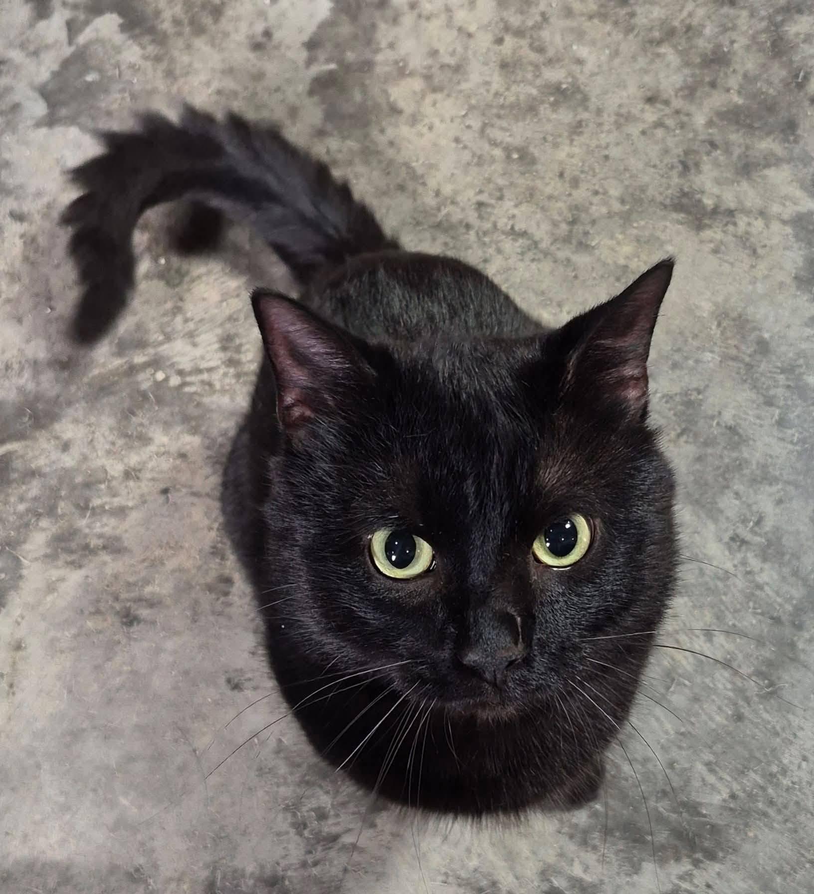 Larry, a ADOPTABLE Domestic Short Hair in Tomah, WI image 2/2