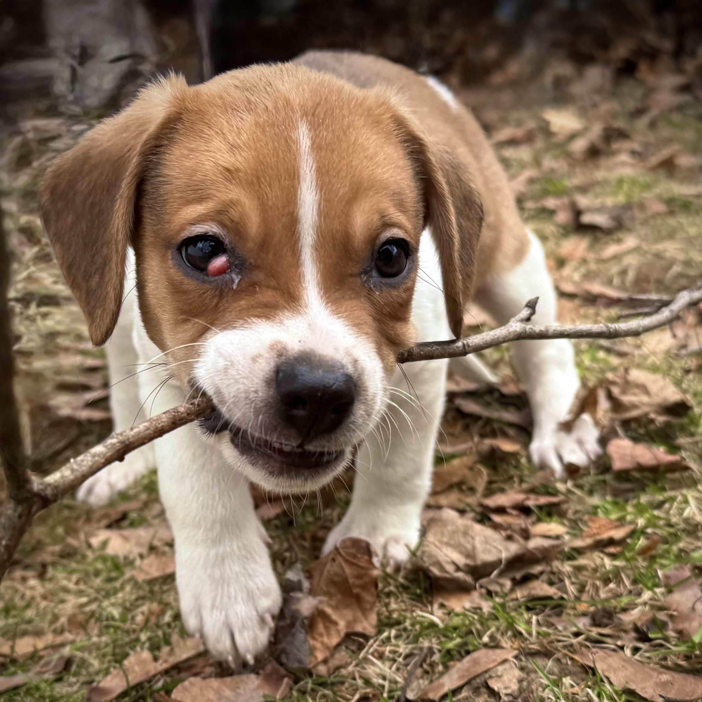 Enlarge PATRICK- Local, an adopted mixed breed in Warwick, RI image 3/4