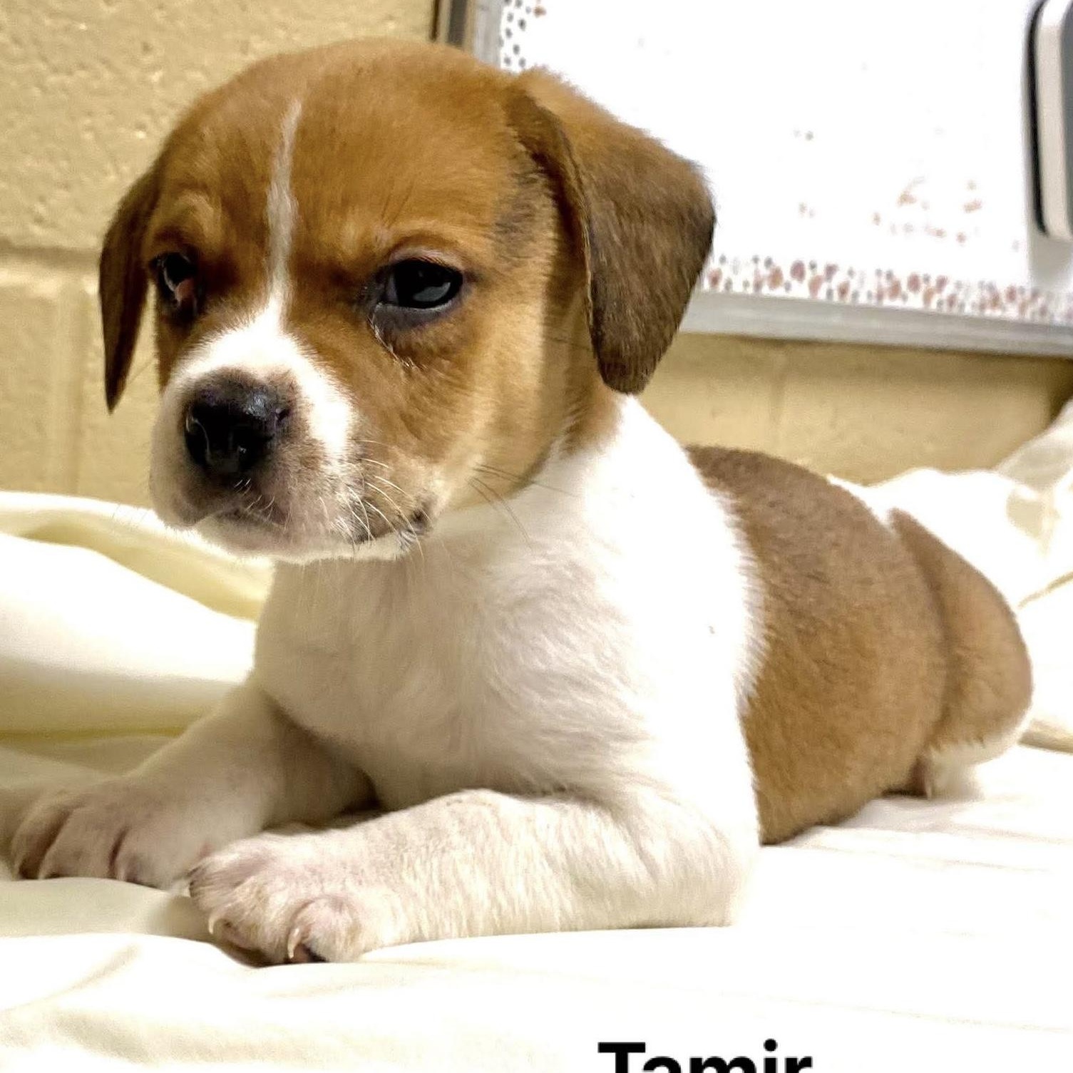 TAMIR, ADOPTABLE, Puppy Male Beagle.