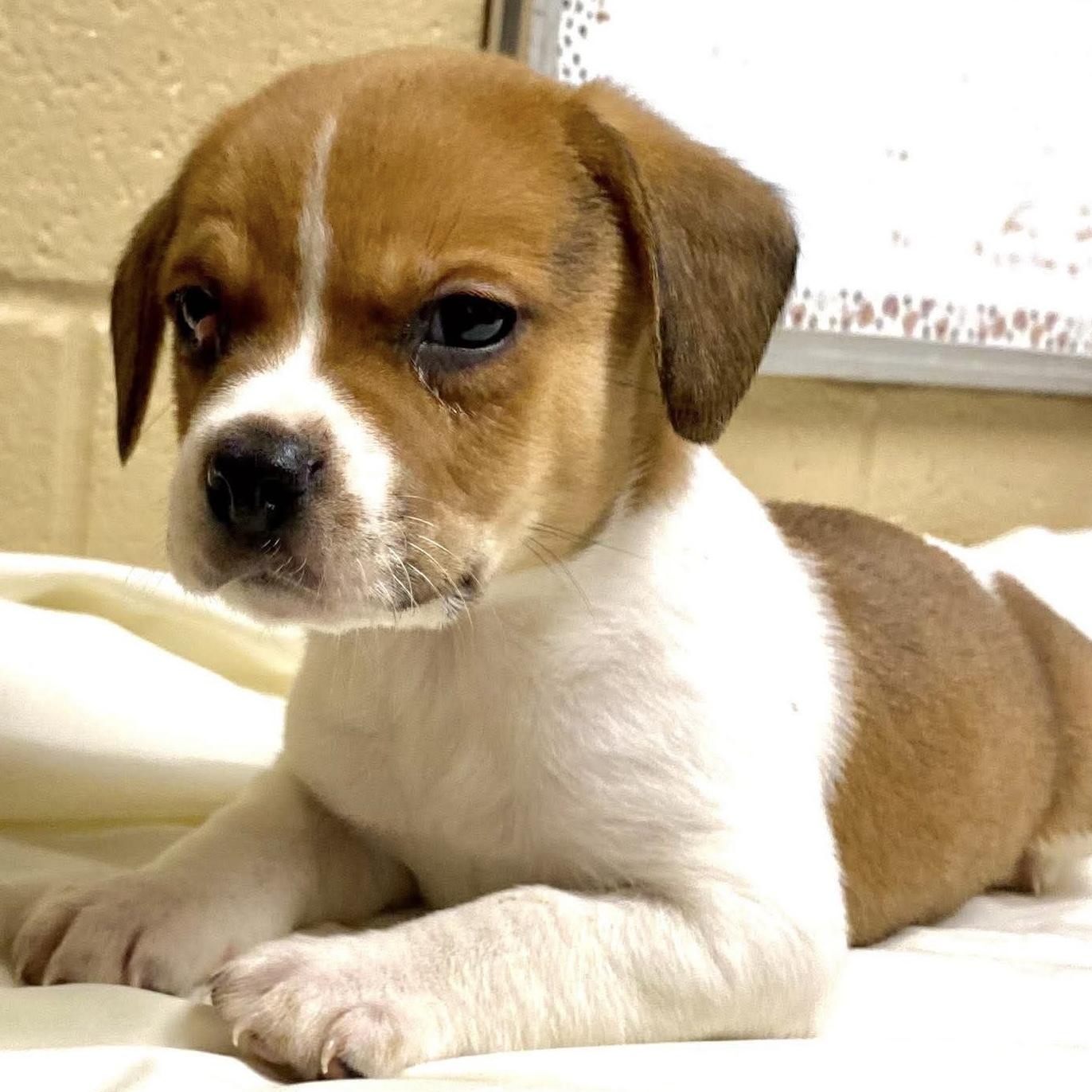Enlarge PATRICK- Local, an adopted mixed breed in Warwick, RI image 2/4