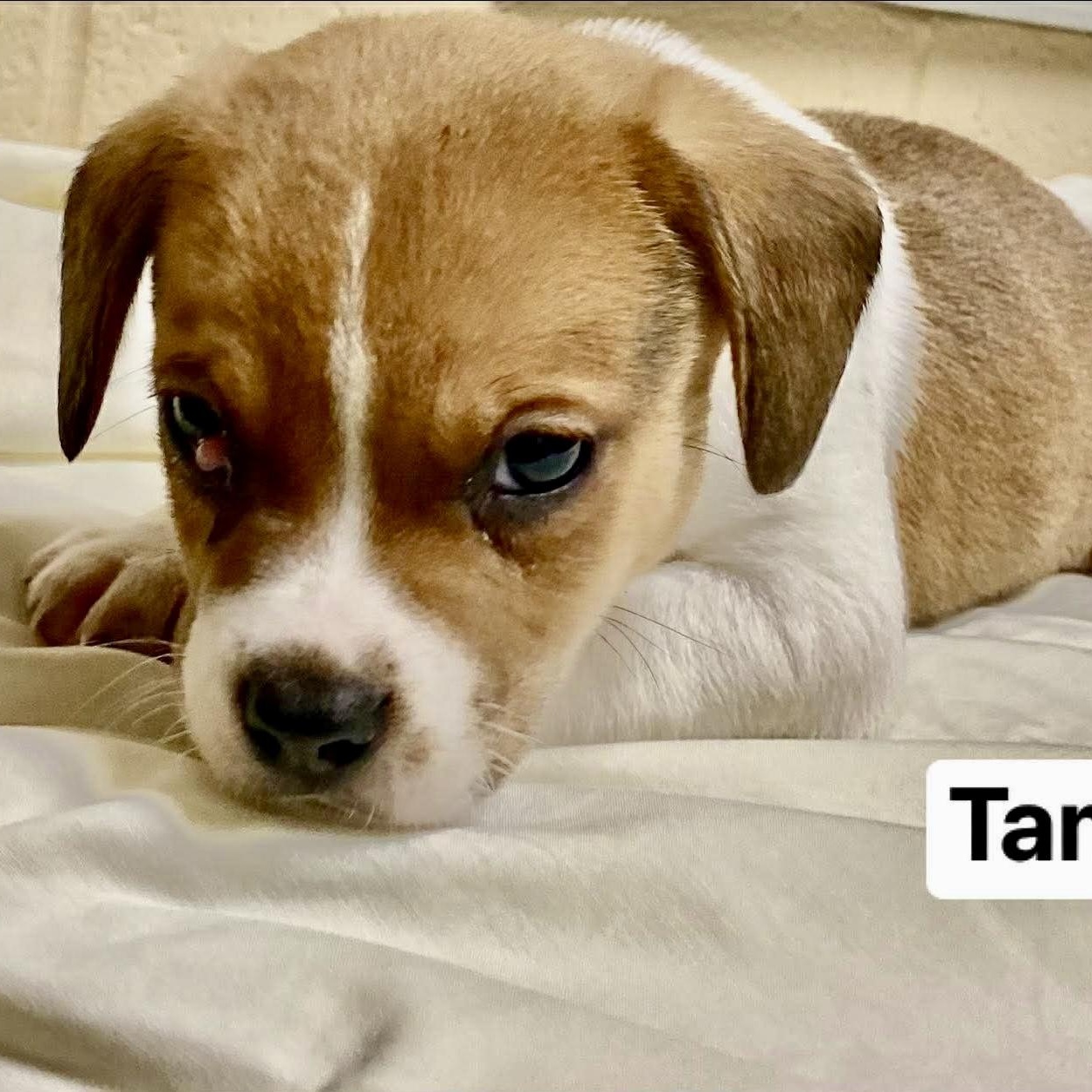 Enlarge TAMIR, a ADOPTABLE mixed breed in Warwick, RI image 2/2