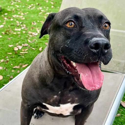 Lacey, Adoptable, Adult Female Mixed Breed.