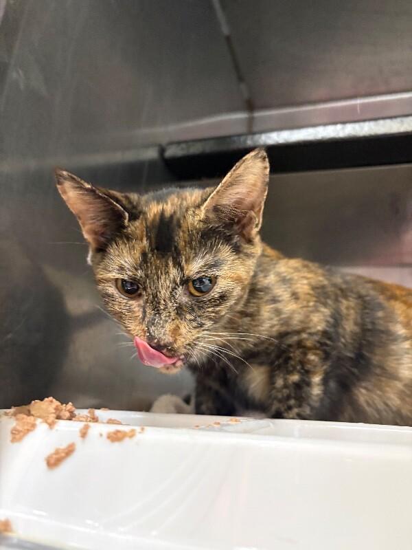 Unknown, Adoptable, Young Female Domestic Short Hair.