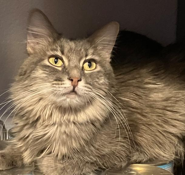 Steamer, Adoptable, Young Male Domestic Long Hair.