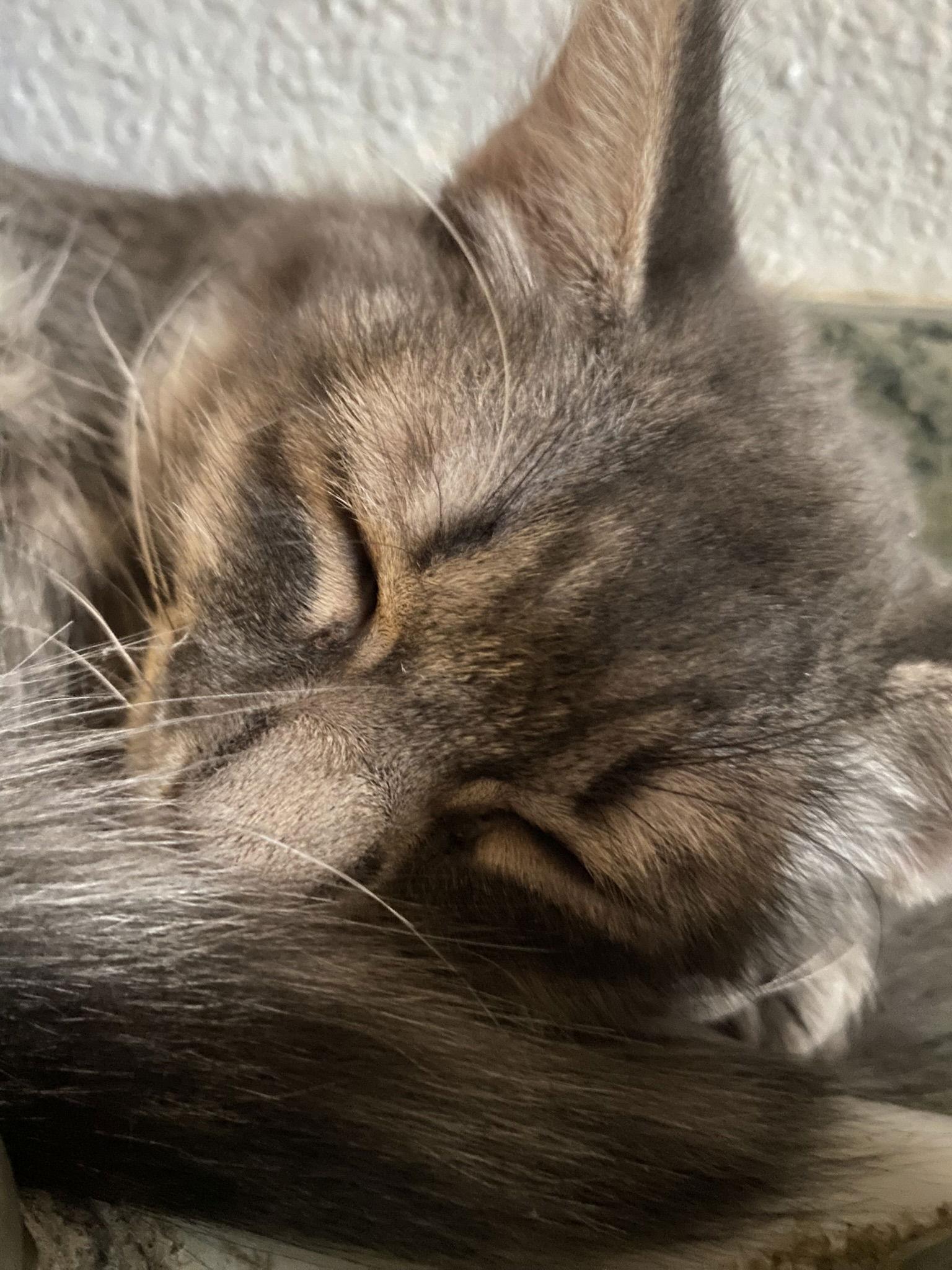 Enlarge Steamer, a Adoptable Domestic Long Hair in Phoenix, AZ image 2/3