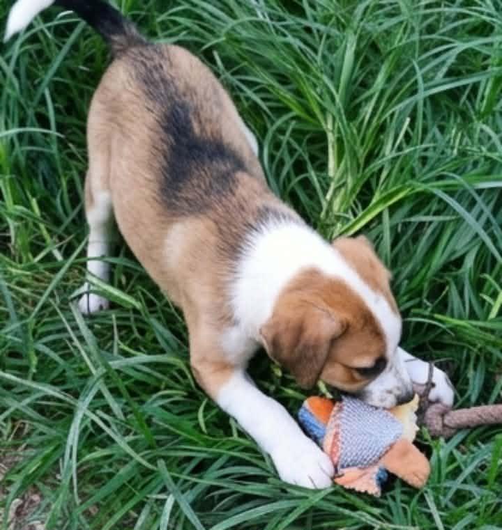 Enlarge Bramble, an adopted mixed breed in East Dundee , IL image 3/6