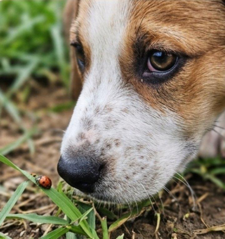 Enlarge Bramble, an adopted mixed breed in East Dundee , IL image 1/6