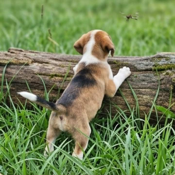 Enlarge Bramble, an adopted mixed breed in East Dundee , IL image 4/6