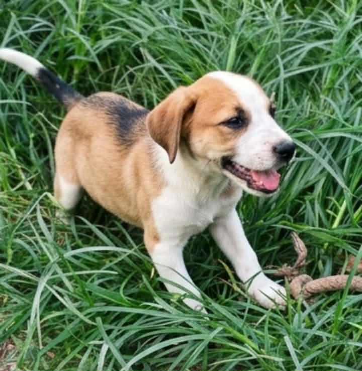 Enlarge Bramble, an adopted mixed breed in East Dundee , IL image 6/6
