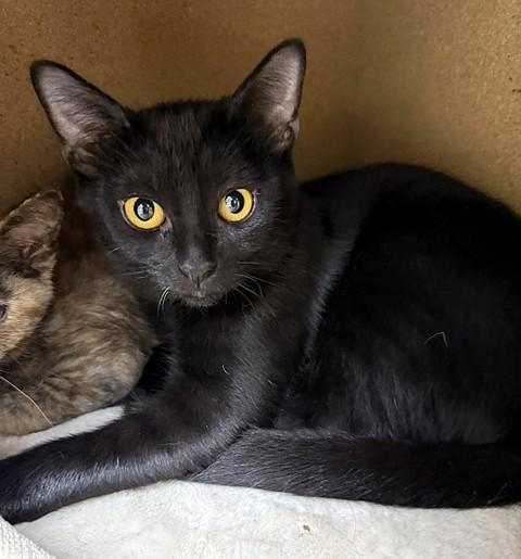 Laverne, ADOPTABLE, Young Female Domestic Short Hair.