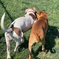 Enlarge Issac, an adopted mixed breed in North Kansas City, MO image 2/3