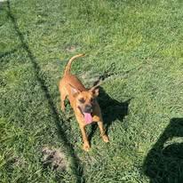 Enlarge Issac, an adopted mixed breed in North Kansas City, MO image 3/3