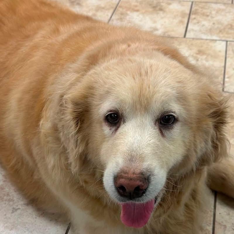 Enlarge Jazzy, a Adoptable Golden Retriever in Pacific, MO image 2/4