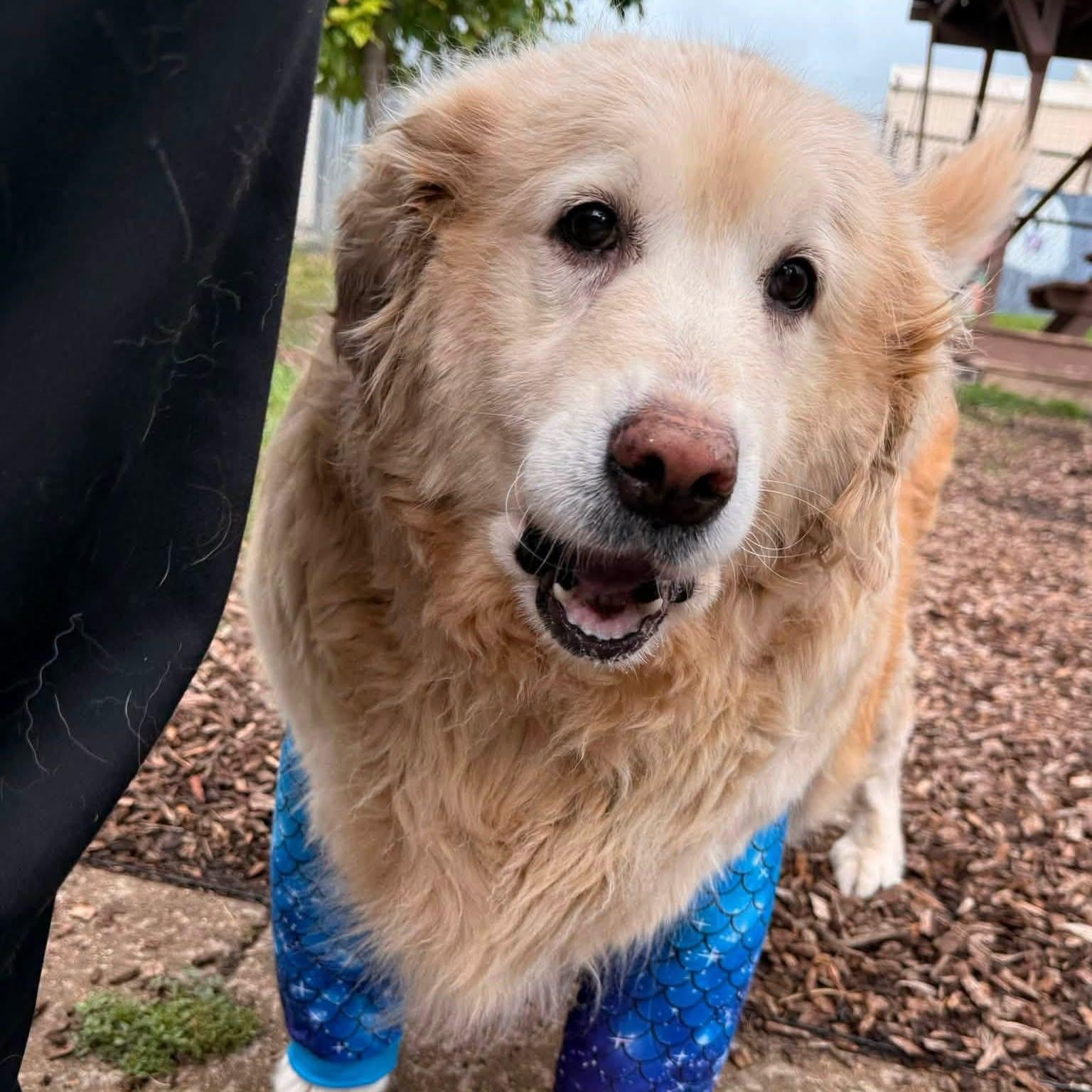 Enlarge Jazzy, a Adoptable Golden Retriever in Pacific, MO image 4/4