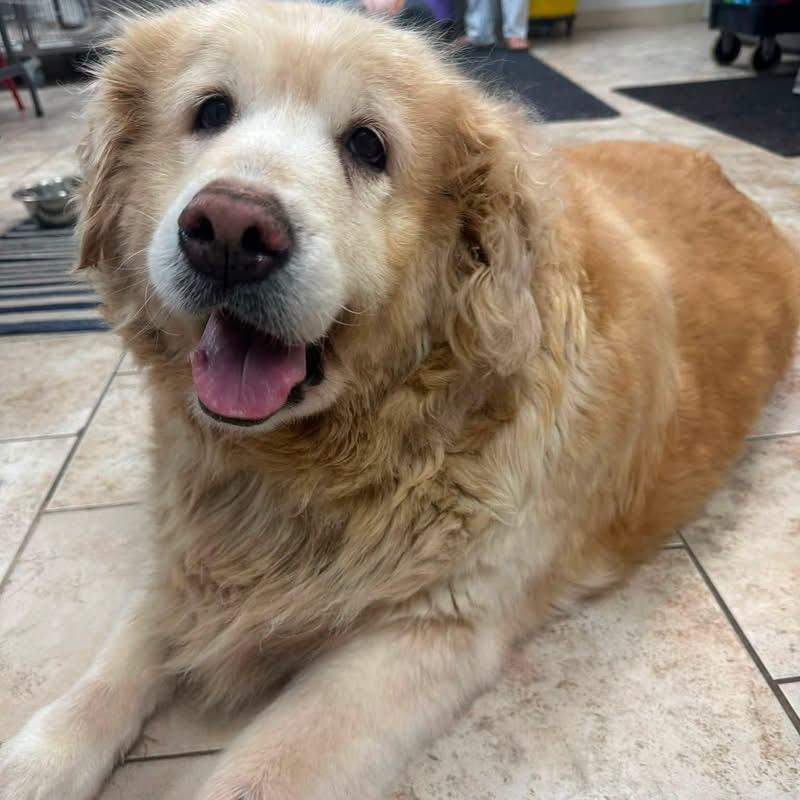Enlarge Jazzy, a Adoptable Golden Retriever in Pacific, MO image 1/4