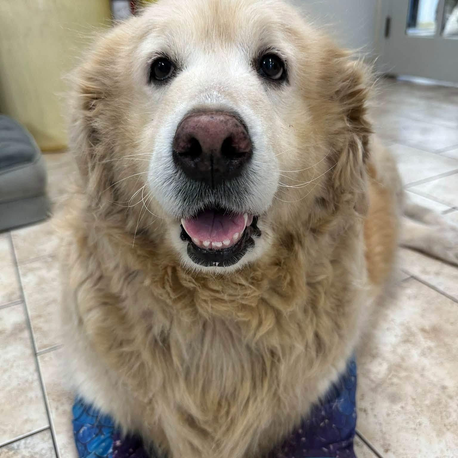 Enlarge Jazzy, a Adoptable Golden Retriever in Pacific, MO image 3/4
