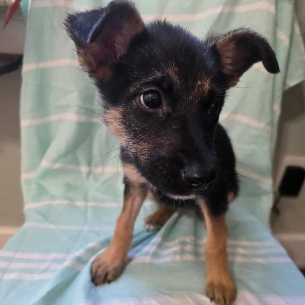 SOPHIA GOLDEN, Adoptable, Puppy Female German Shepherd Dog & Corgi.