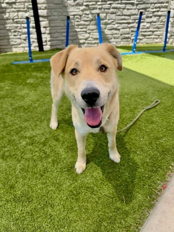 *Jupiter*, Adoptable, Adult Male Labrador Retriever.