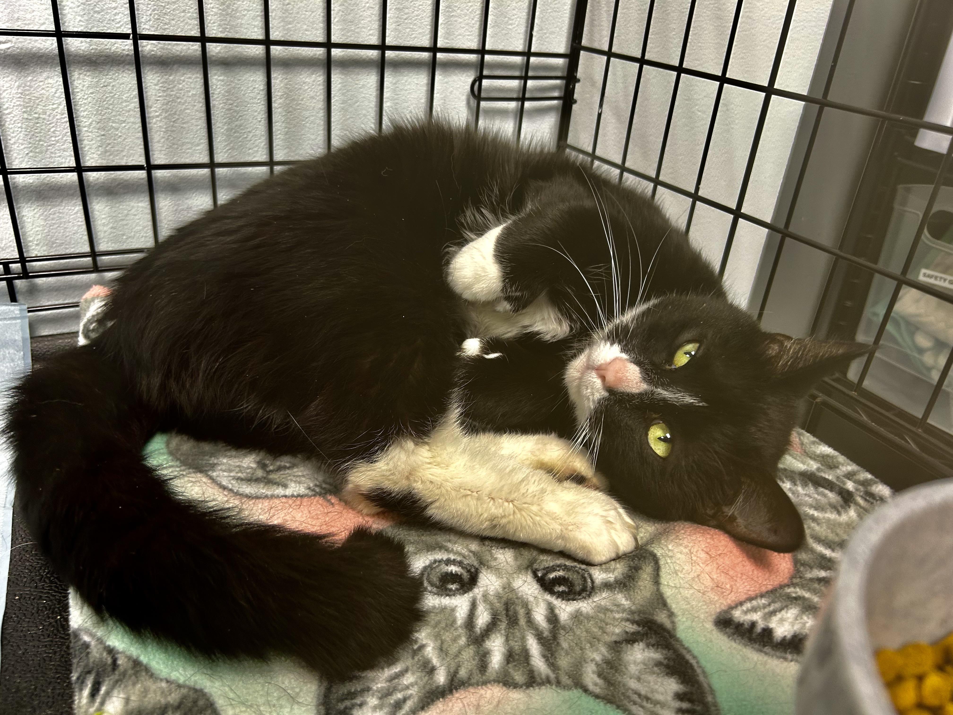 Enlarge Butler, an adopted Domestic Short Hair in Grand Rapids, MI image 6/6