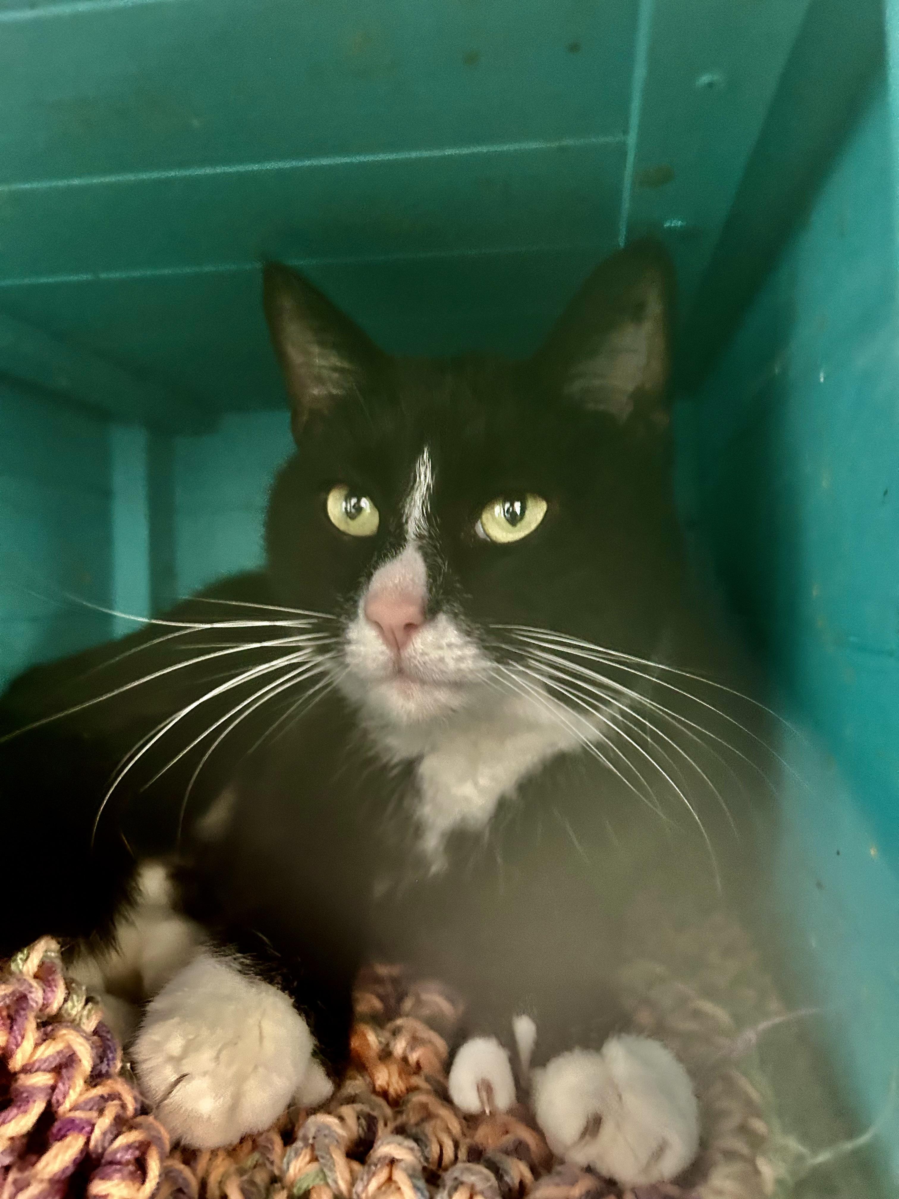 Butler, adopted, Young Male Domestic Short Hair.