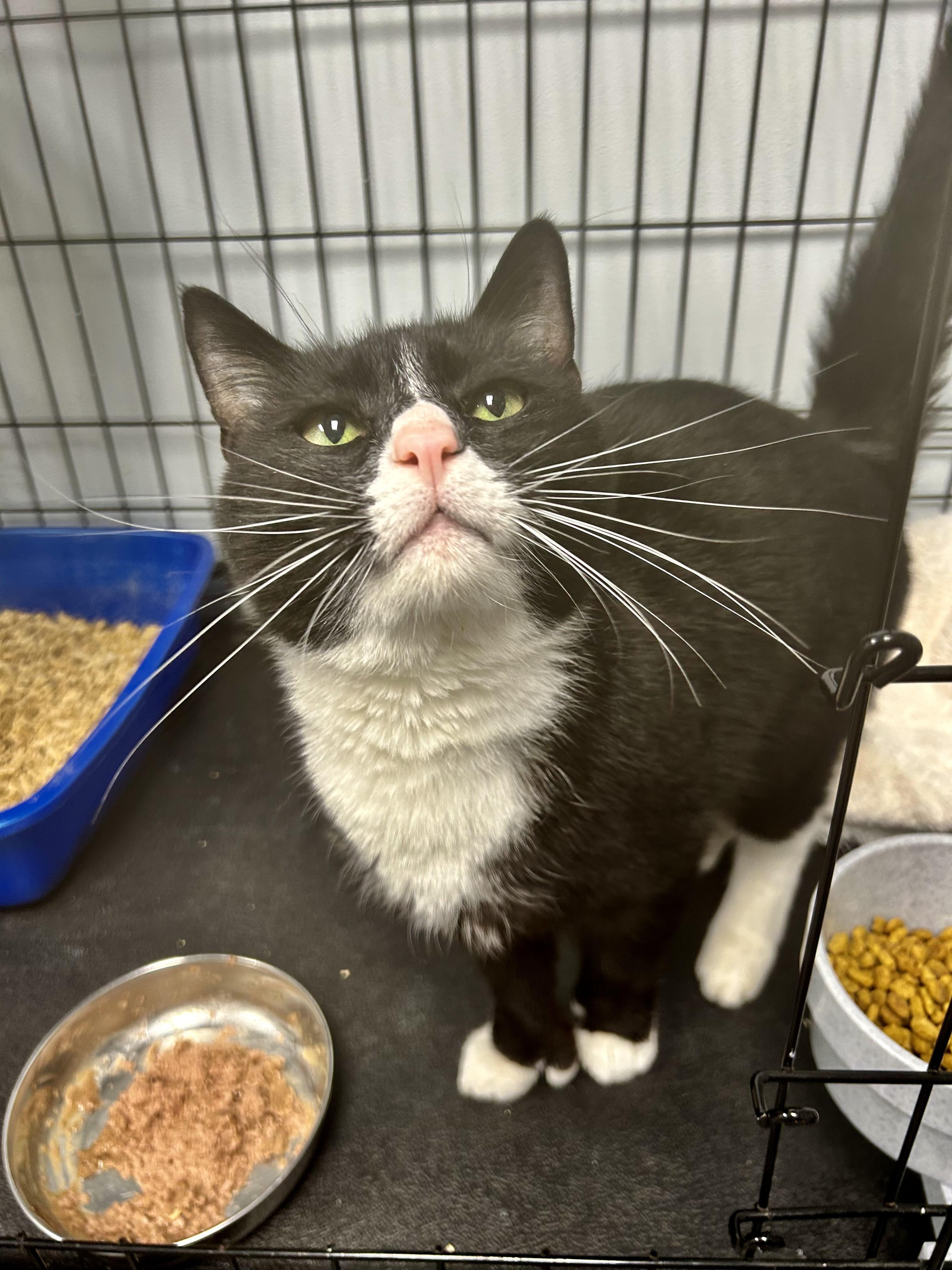 Enlarge Butler, an adopted Domestic Short Hair in Grand Rapids, MI image 5/6