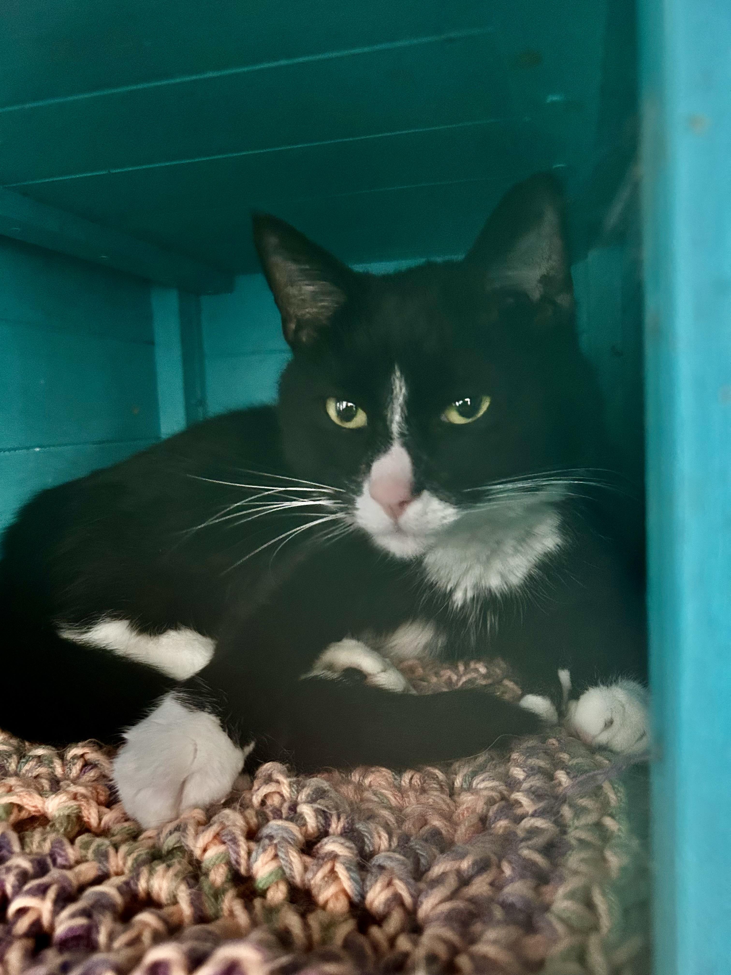 Enlarge Butler, an adopted Domestic Short Hair in Grand Rapids, MI image 4/6
