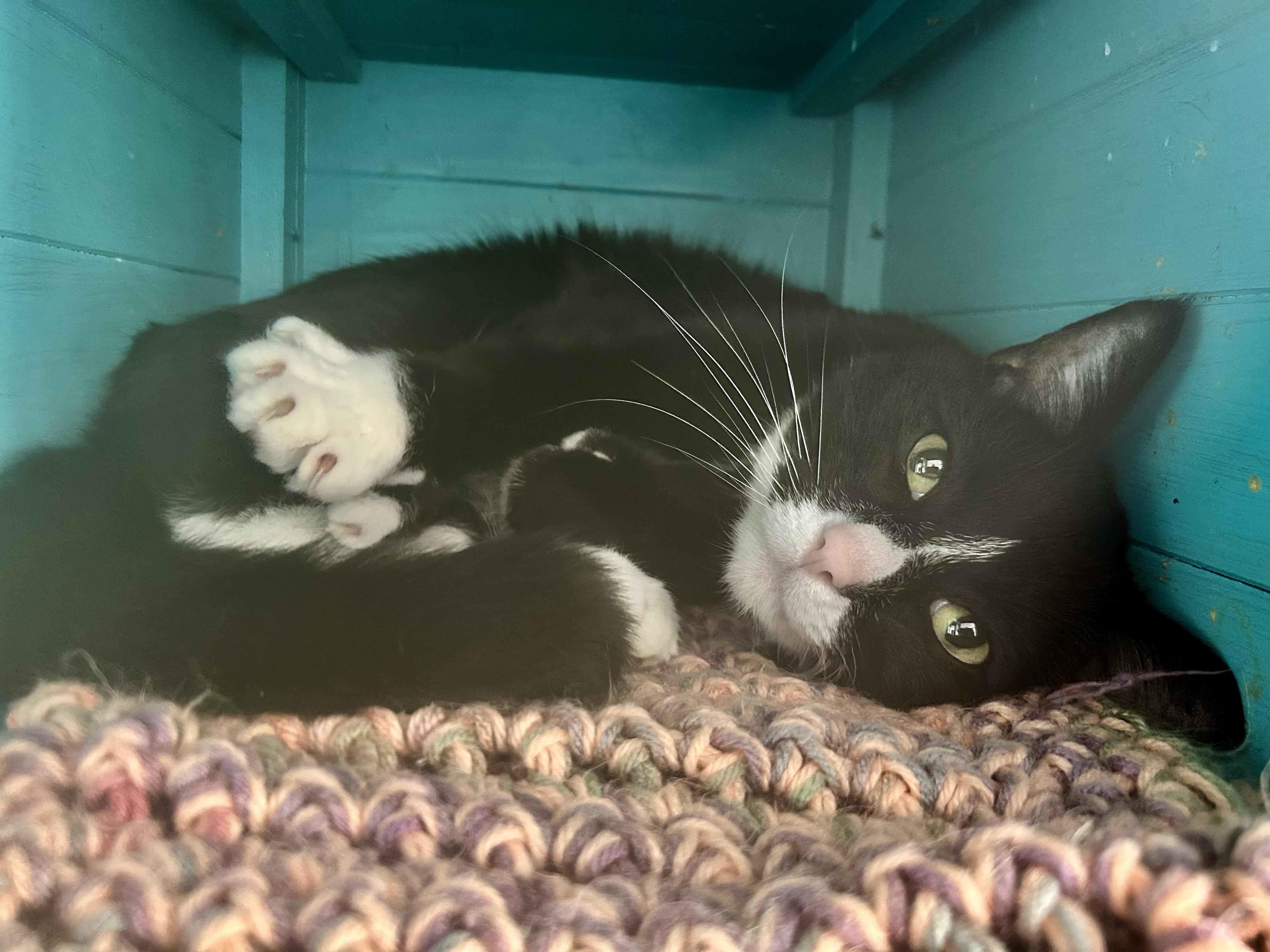 Enlarge Butler, an adopted Domestic Short Hair in Grand Rapids, MI image 2/6