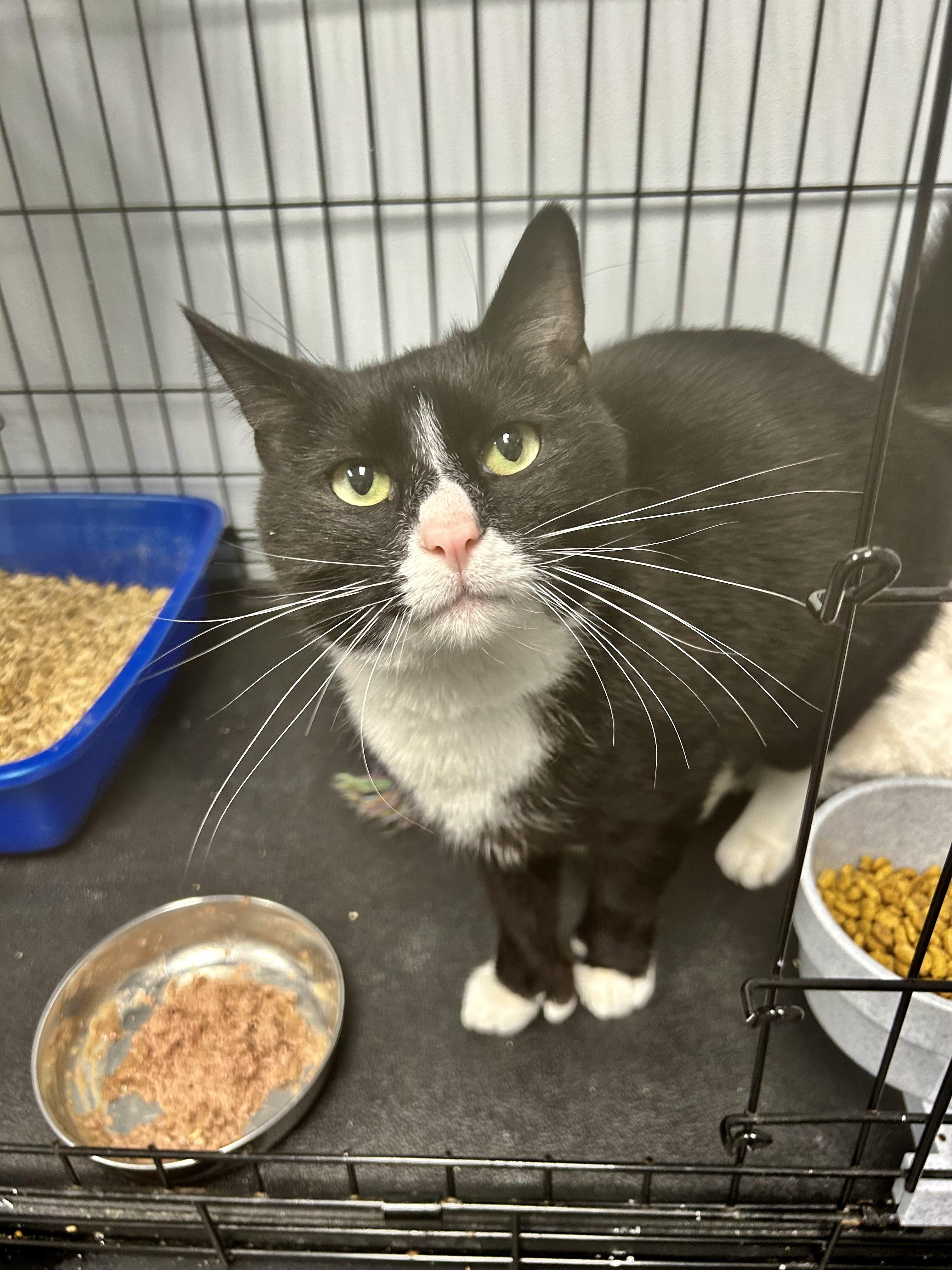 Enlarge Butler, an adopted Domestic Short Hair in Grand Rapids, MI image 3/6