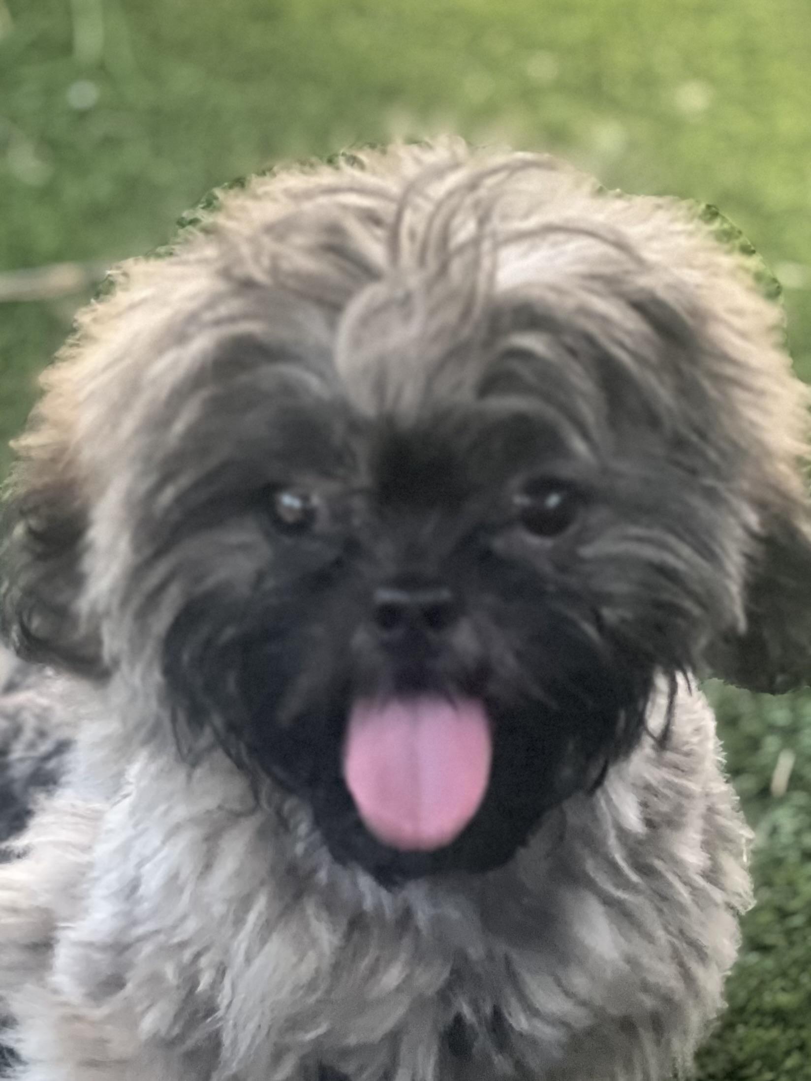 Lyla, ADOPTABLE, Puppy Female Shih Tzu.