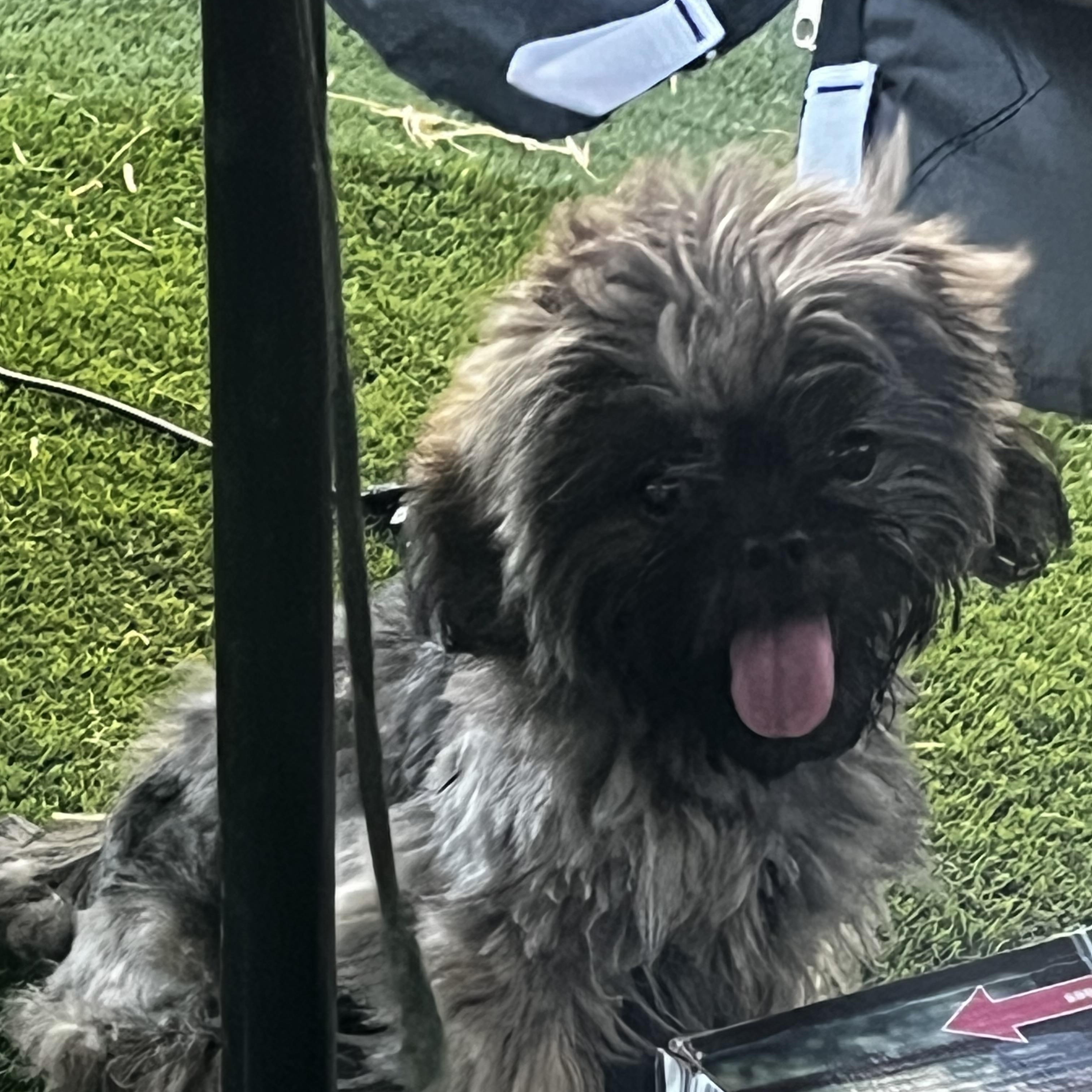 Enlarge Lyla, a ADOPTABLE Shih Tzu in Woodlawn, TN image 2/5