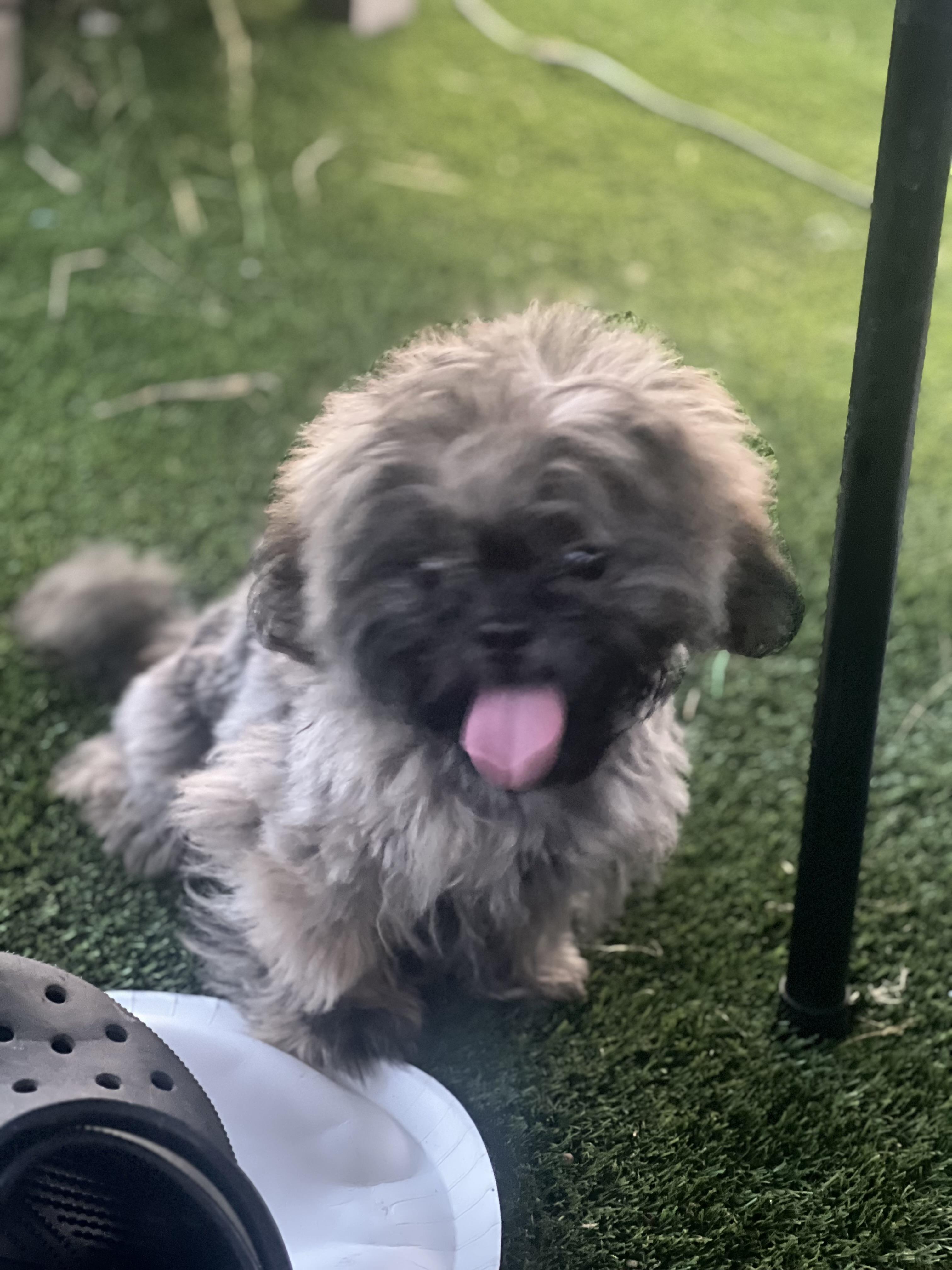 Enlarge Lyla, a ADOPTABLE Shih Tzu in Woodlawn, TN image 4/5