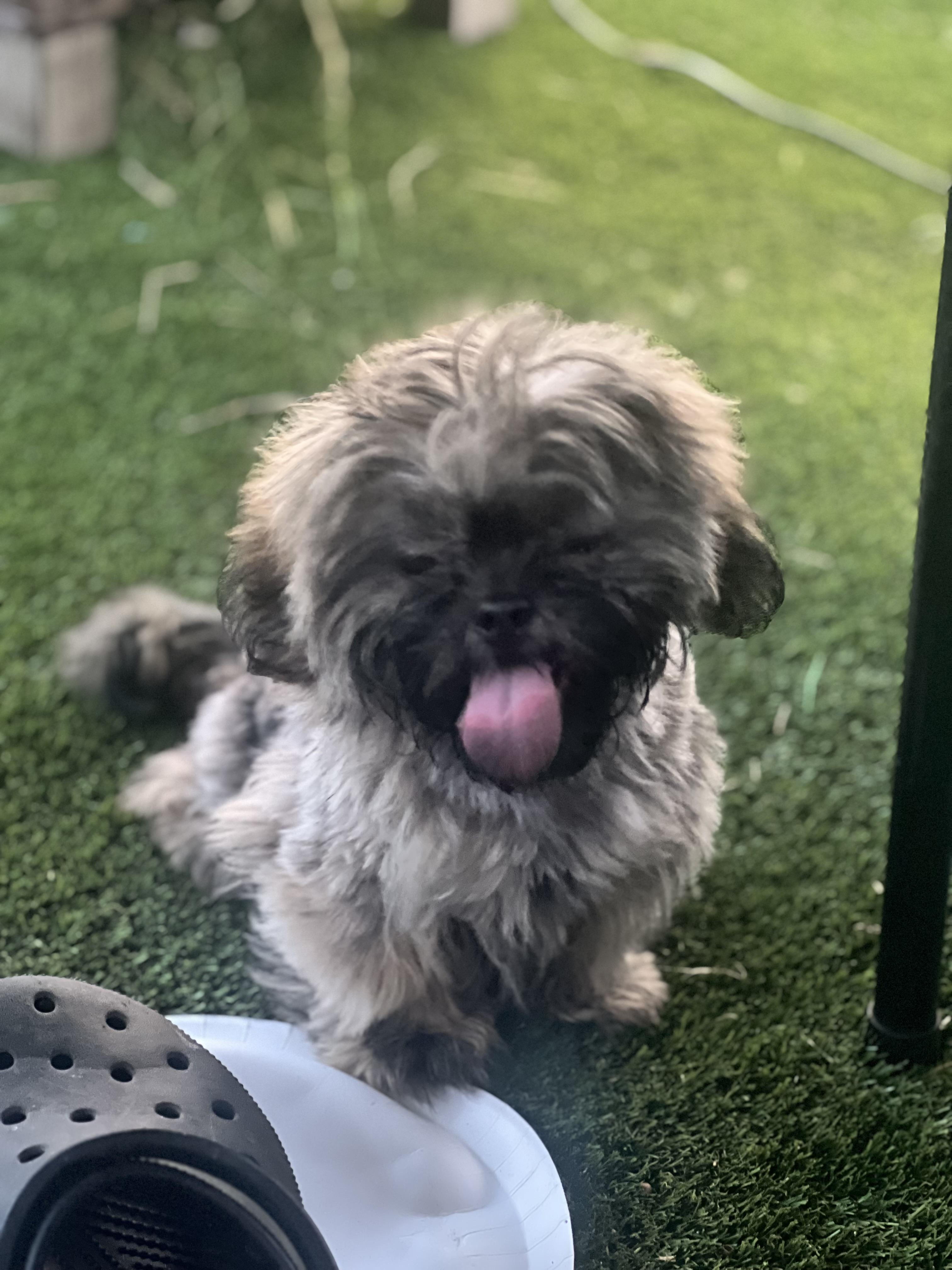 Enlarge Lyla, a ADOPTABLE Shih Tzu in Woodlawn, TN image 5/5