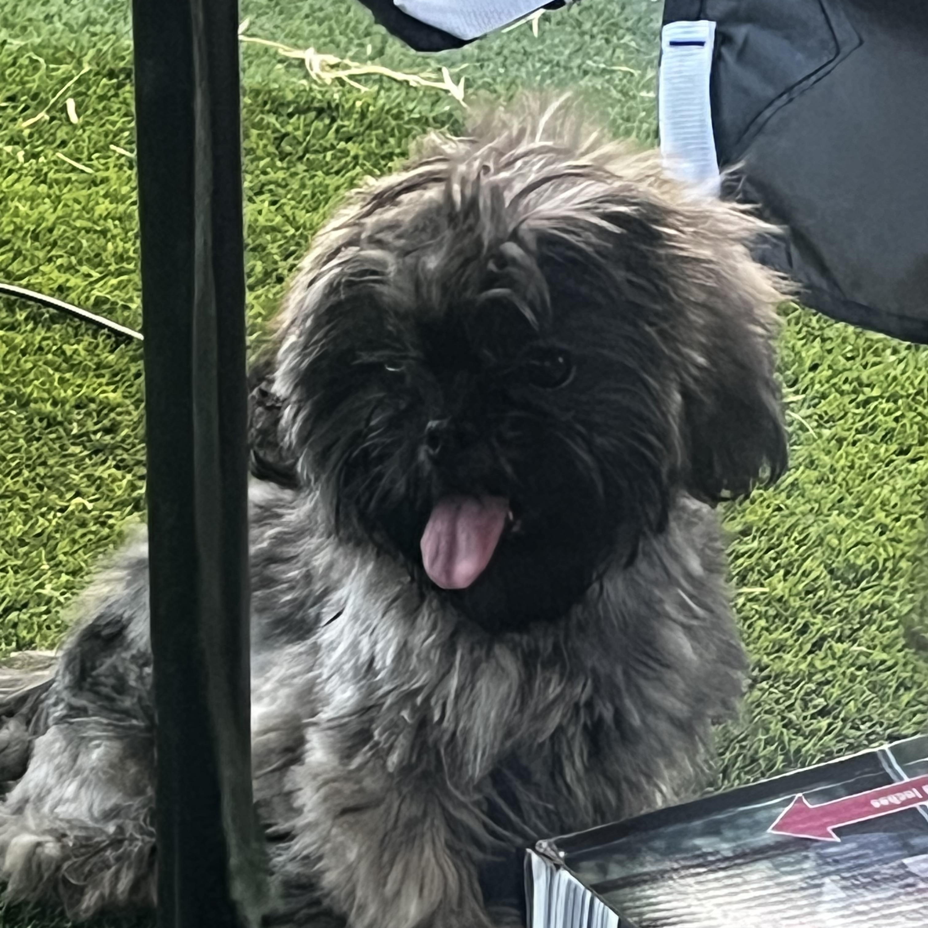 Enlarge Lyla, a ADOPTABLE Shih Tzu in Woodlawn, TN image 3/5
