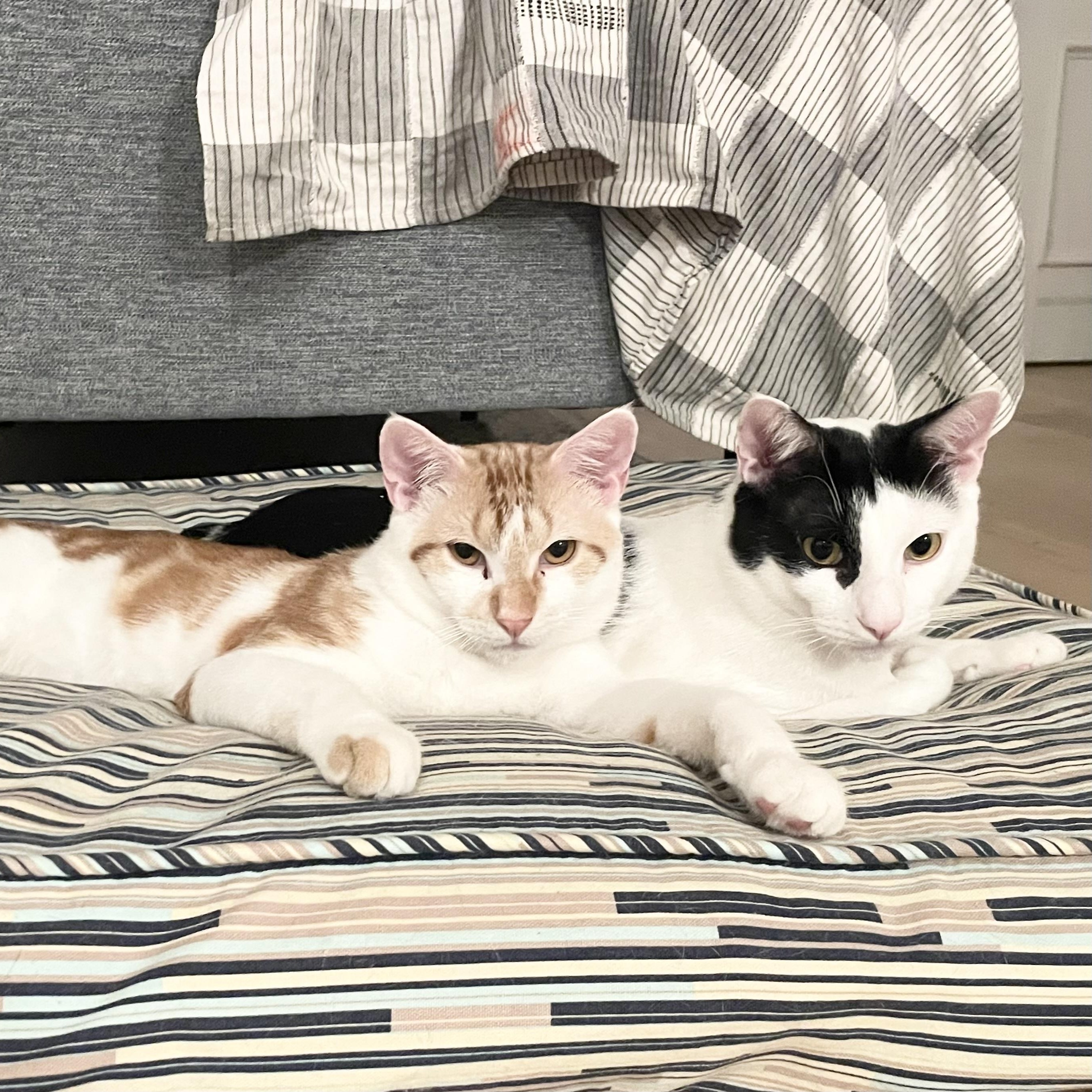 Linus And Albert thumbnail 2