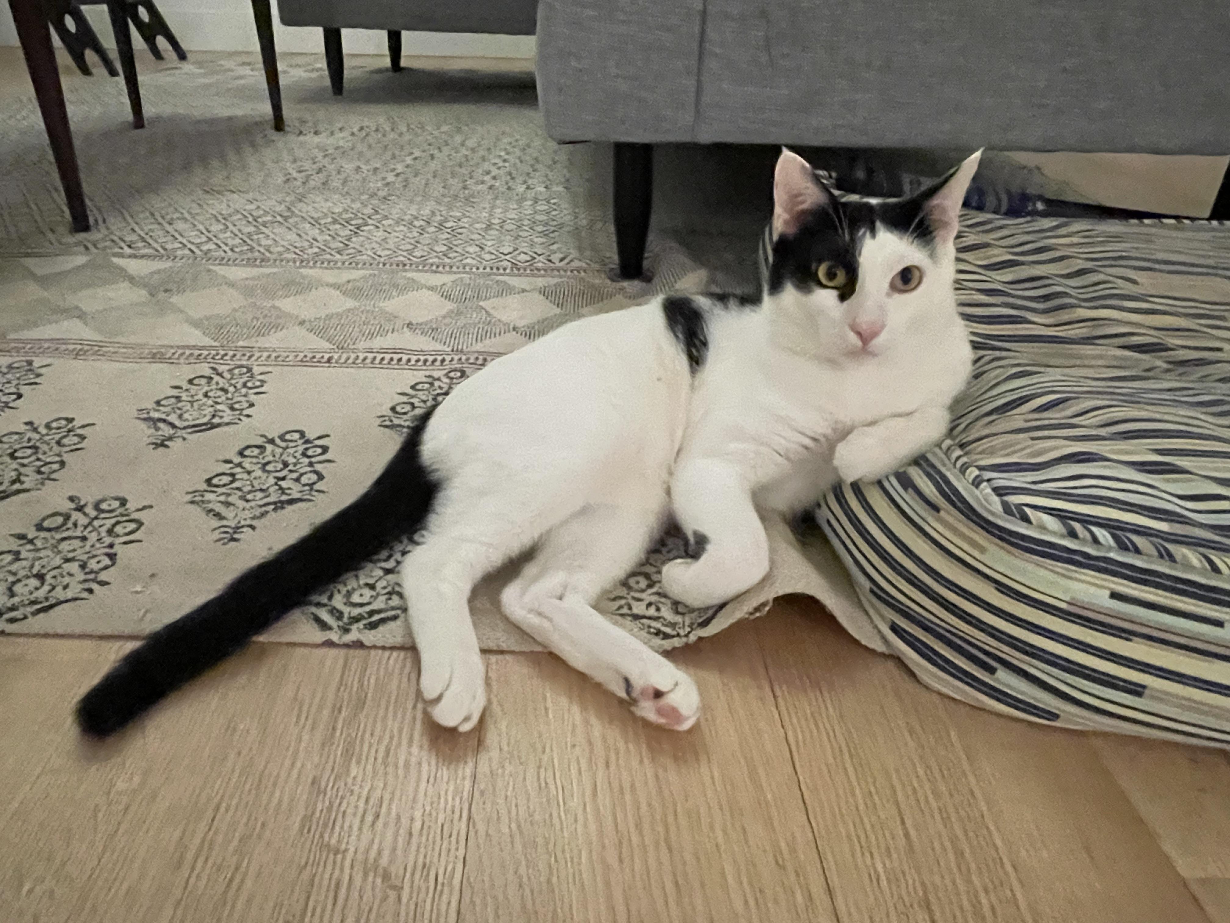 Linus And Albert thumbnail 3