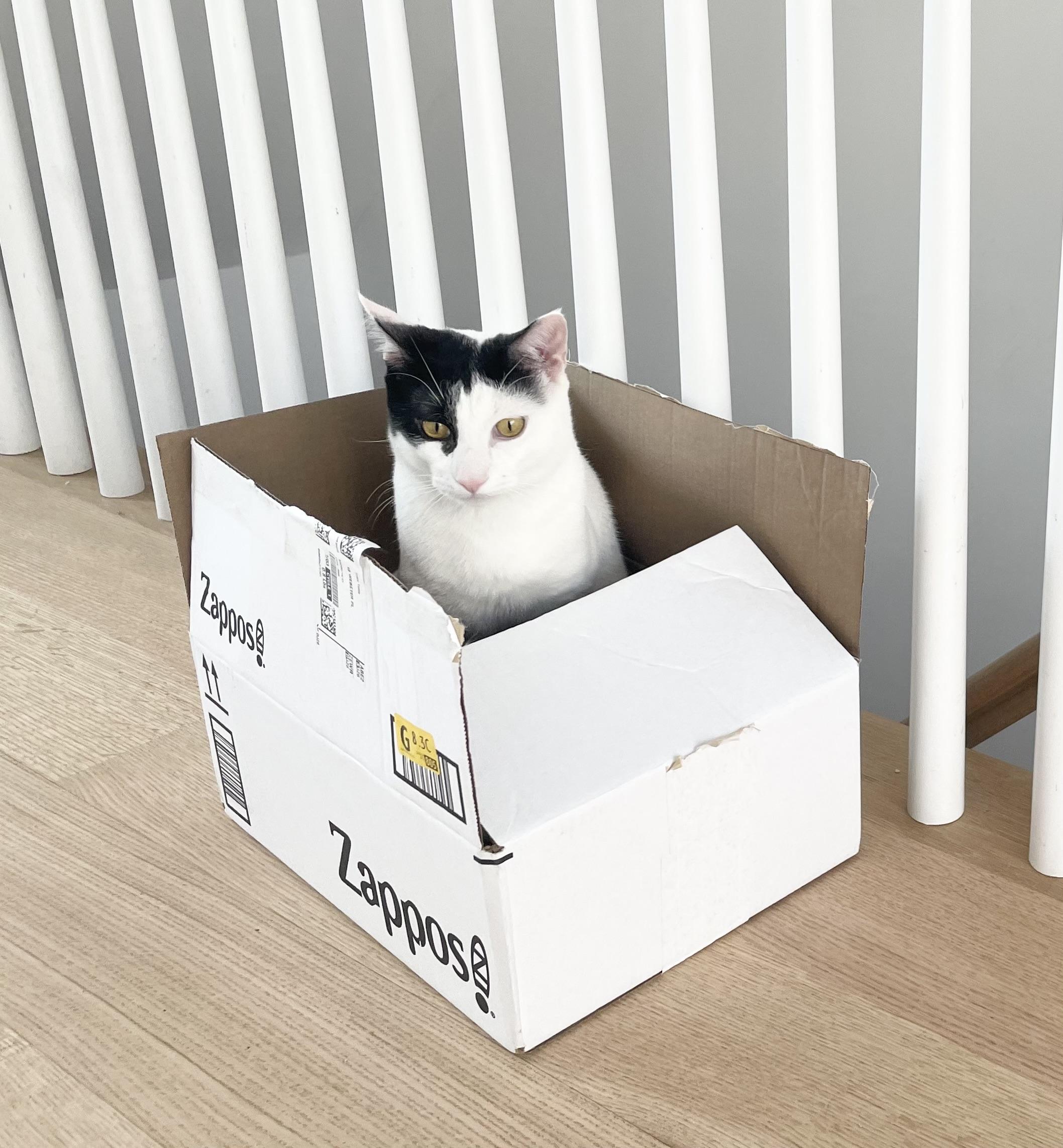 Linus And Albert thumbnail 4