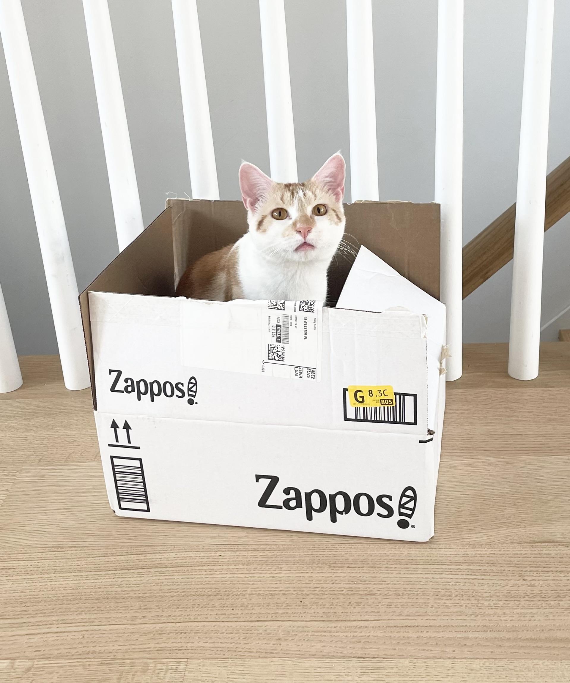 Linus And Albert thumbnail 5