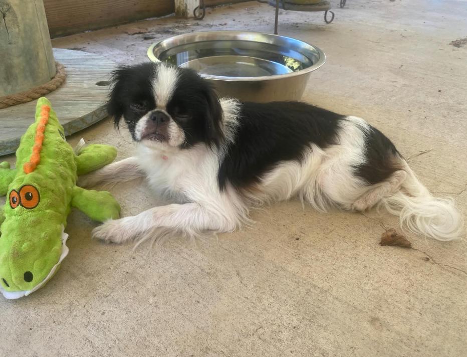 Enlarge Bitsy in LA, a Adoptable Japanese Chin in Cranston, RI image 1/2