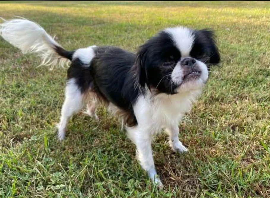 Enlarge Bitsy in LA, a Adoptable Japanese Chin in Cranston, RI image 2/2