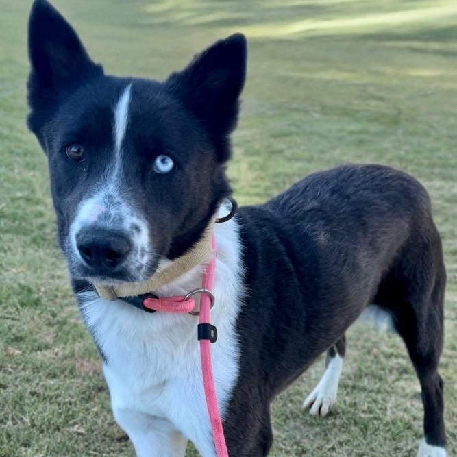 Dahlia , adopted, Young Female Australian Cattle Dog / Blue Heeler.