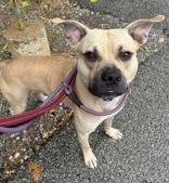 Wallace, Adoptable, Adult Male American Staffordshire Terrier.