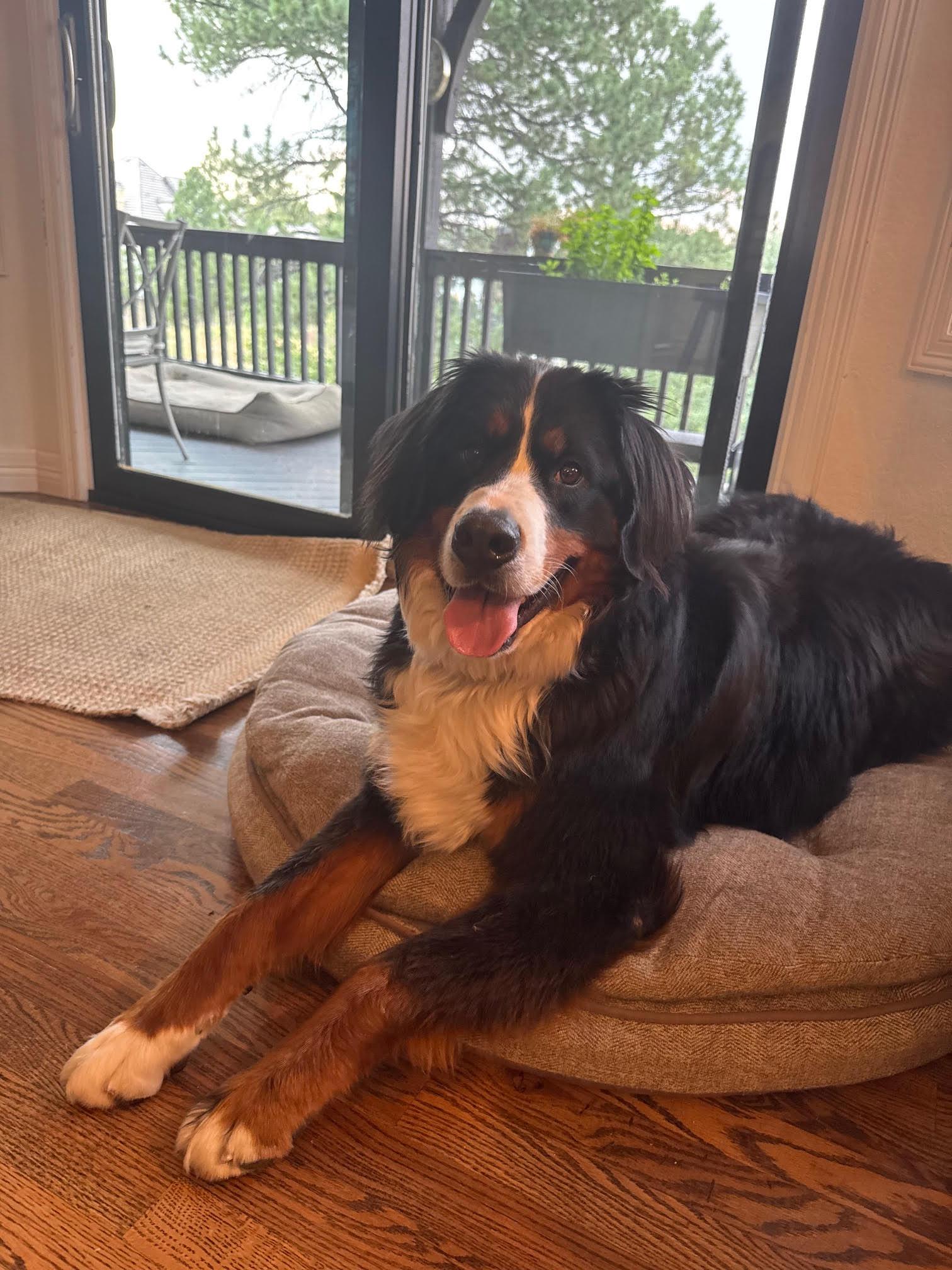 Bruno, Adoptable, Adult Male Bernese Mountain Dog.