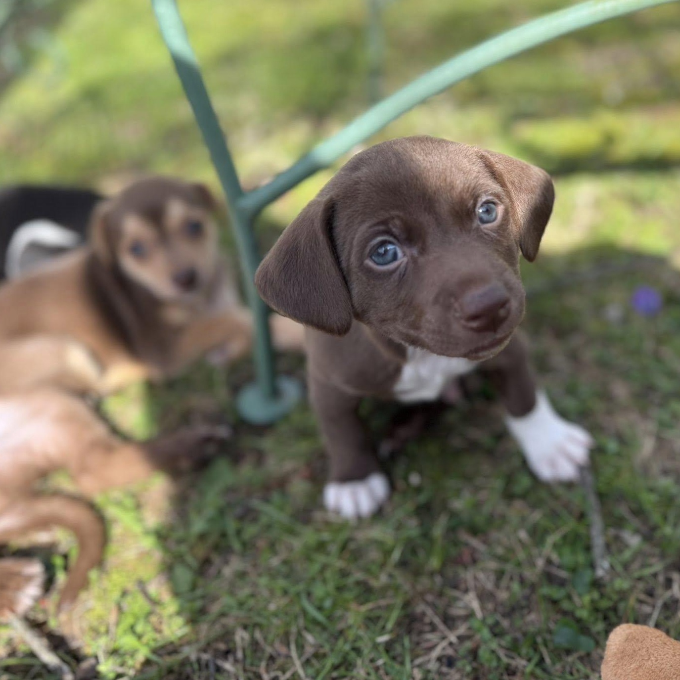 Enlarge George, a Adoptable mixed breed in Nanuet, NY image 5/6